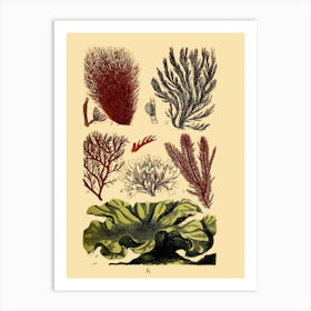 Seaweeds 2 Art Print