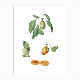 Vintage Prune Botanical Illustration on Pure White n.0501 Art Print