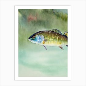 Barracuda Storybook Watercolour Art Print