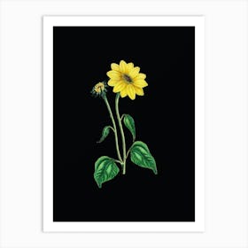Vintage Trumpet Stalked Sunflower Botanical Illustration on Solid Black n.0503 Art Print