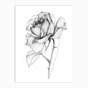 English Rose Black And White Line Drawing 5 Art Print