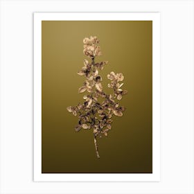 Gold Botanical Common Cytisus on Dune Yellow n.0931 Art Print