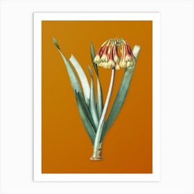 Vintage Knysna Lily Botanical on Sunset Orange Art Print