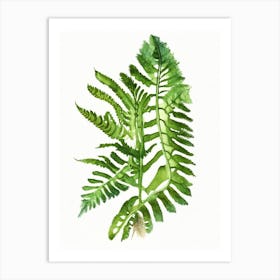 Northern Lady Fern Wildflower Watercolour 1 Art Print