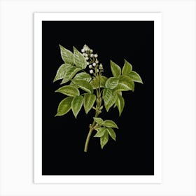 Vintage European Bladdernut Botanical Illustration on Solid Black n.0853 Art Print