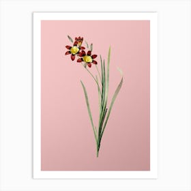 Vintage Ixia Tricolor Botanical on Soft Pink n.0791 Art Print