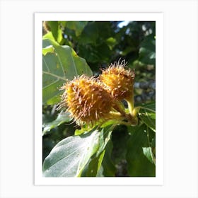 Chestnut Tree Art Print