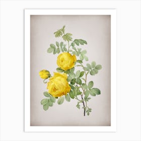 Vintage Sulphur Rose Botanical on Parchment n.0432 Art Print