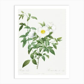 Cherokee Rose, Pierre Joseph Redoute Art Print
