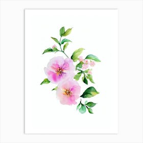 Apple Blossom 2 Watercolour Flower Art Print
