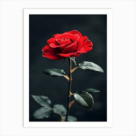 Red Rose 10 Art Print