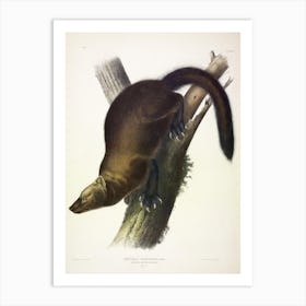 Fisher, John James Audubon Art Print
