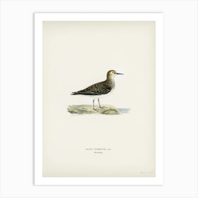 Temminck S Stint (Tringa Temminckii), The Von Wright Brothers Art Print