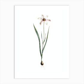 Vintage Lady Tulip Botanical Illustration on Pure White n.0721 Art Print