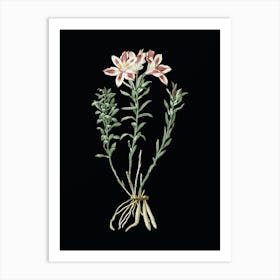 Vintage Lily of the Incas Botanical Illustration on Solid Black n.0305 Art Print