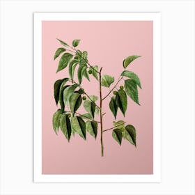 Vintage Common Hackberry Botanical on Soft Pink n.0560 Art Print