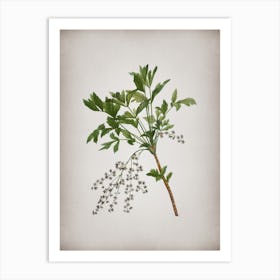 Vintage Shrub Yellowroot Botanical on Parchment Art Print