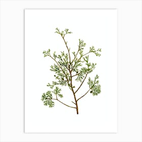 Vintage Atlantic White Cypress Botanical Illustration on Pure White Art Print