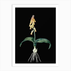 Vintage Watsonia Botanical Illustration on Solid Black n.0335 Art Print