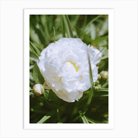 White Flower Blooming Art Print