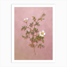 Vintage Pink Hedge Rose In Bloom Botanical Art on Crystal Rose n.0170 Art Print
