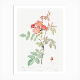 Redleaf Rose, Pierre Joseph Redoute Art Print