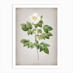 Vintage Leschenault's Rose Botanical on Parchment n.0689 Art Print