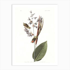 John James Audubon American Golden Crested Wren Art Print