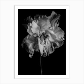 Flower Monochrome Art Print
