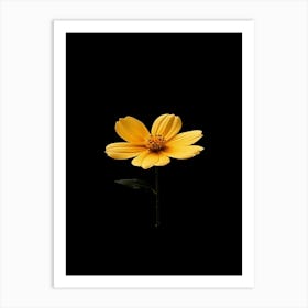 Single Yellow Flower On Black Background 12 Art Print