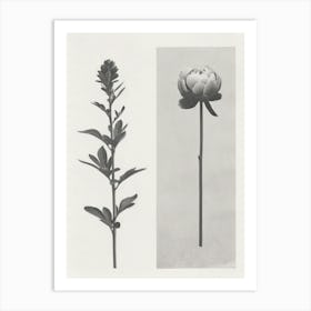 Peony Flower Photo Collage 3 Art Print