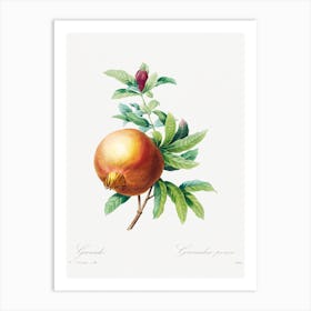 Pomegranate 1, Pierre Joseph Redouté Art Print