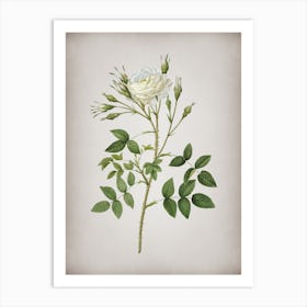 Vintage White Rose of Rosenberg Botanical on Parchment Art Print