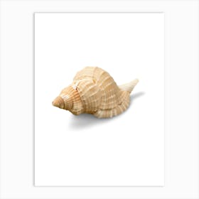 Colored seashells. Seashells. Summer. 4 Art Print