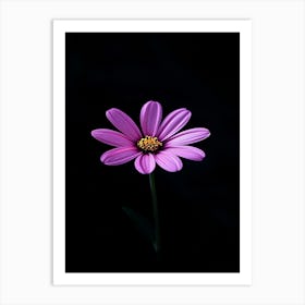 Purple Daisy Art Print