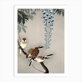 Ring sparrows at wisteria Art Print