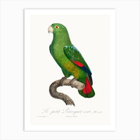 The Black Billed Amazon, From Natural History Of Parrots, Francois Levaillant Art Print
