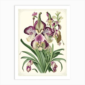 Orchid 1 Floral Botanical Vintage Poster Flower Art Print