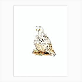 Vintage Snowy Owl Bird Illustration on Pure White n.0112 Art Print