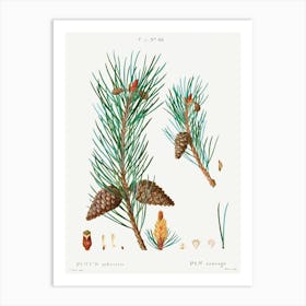 Scots Pine, Pierre Joseph Redoute Art Print