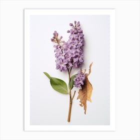 Pressed Flower Botanical Art Lilac 1 Art Print