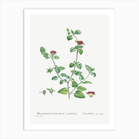 Mesembryanthemum Cordifolium, Pierre Joseph Redoute Art Print