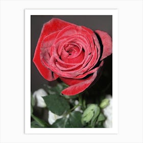 Red Rose And A Green Stem Against A Black And White Background Art Print