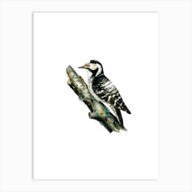 Vintage Dryobates Minor Bird Illustration on Pure White Art Print