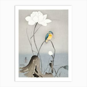 Kingfisher With Lotus Flower (1900 1945), Ohara Koson Art Print