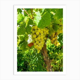 White Grapes On The Vine 202308311655102rt1pub Art Print