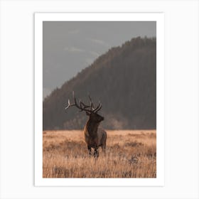 Elk In Open Meadow Art Print