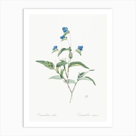 Blue Spiderwort, Pierre Joseph Redoute Art Print