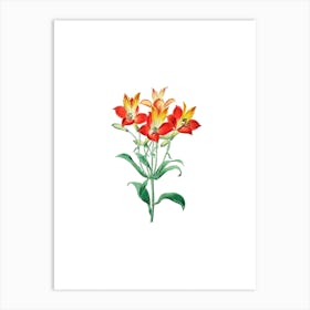 Vintage Red Flower Alstromeria Botanical Illustration on Pure White n.0078 Art Print