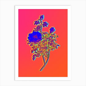 Neon Ventenat's Rose Botanical in Hot Pink and Electric Blue n.0555 Art Print